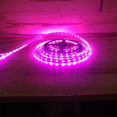 3 Çipli Pembe Şerit Led İç Mekan 5 Metre Rulo